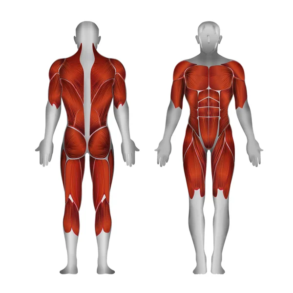 Steelflex Dual Cable Column Machine (MDC2000)